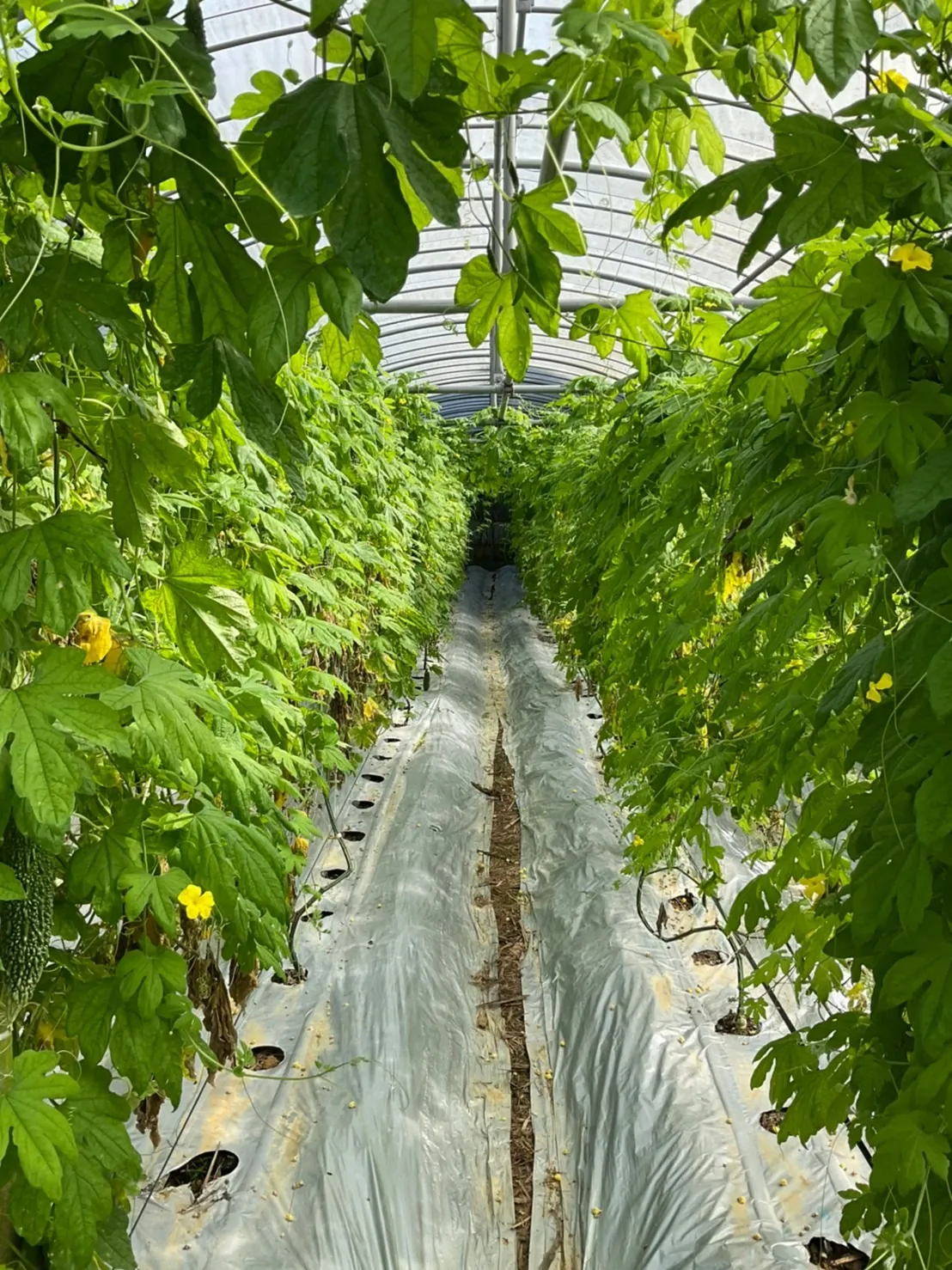 ゴーヤーハウス