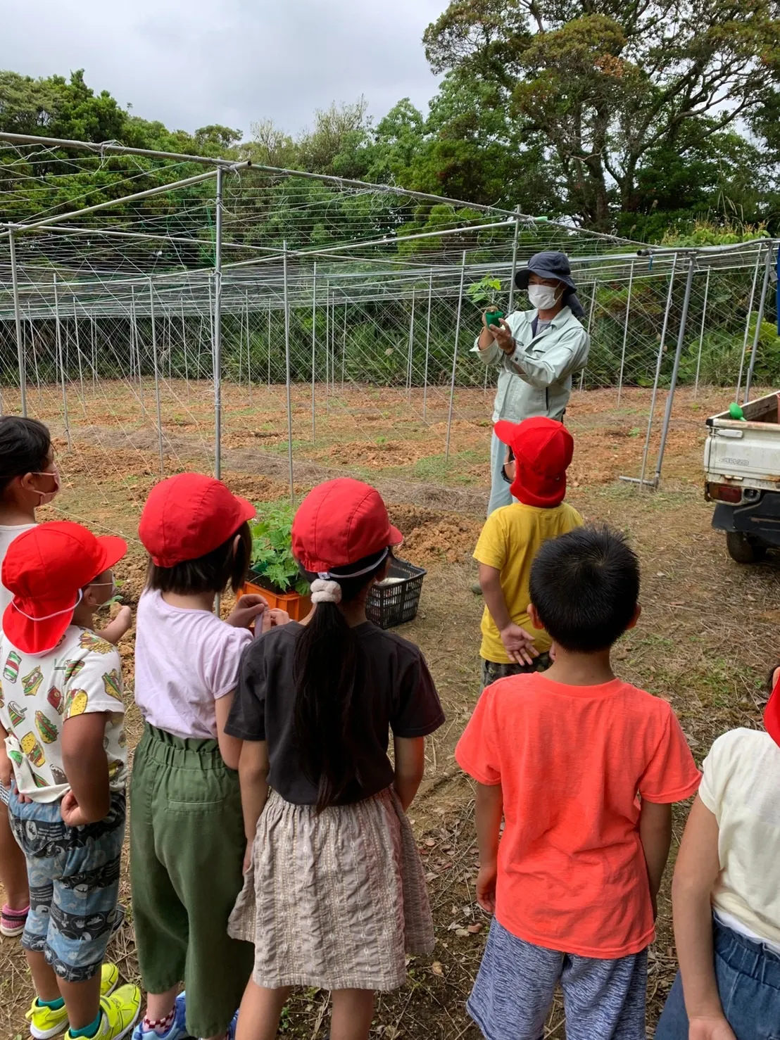 ゴーヤーの植え付け体験