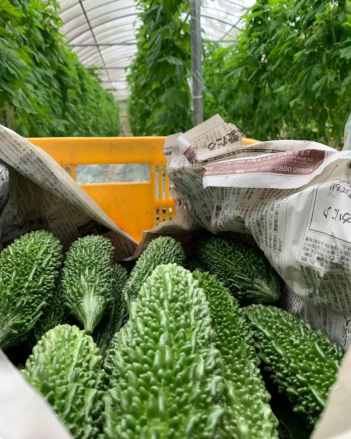 ゴーヤーの収穫時期